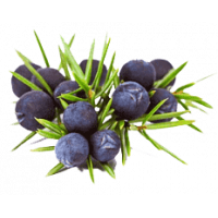 juniper berries