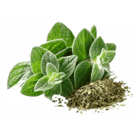 Oregano